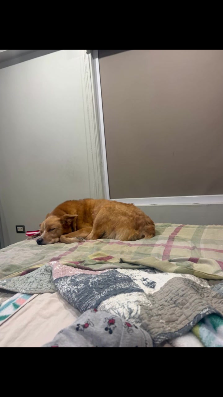@Diario de Donny🐕 y mami👩🏻