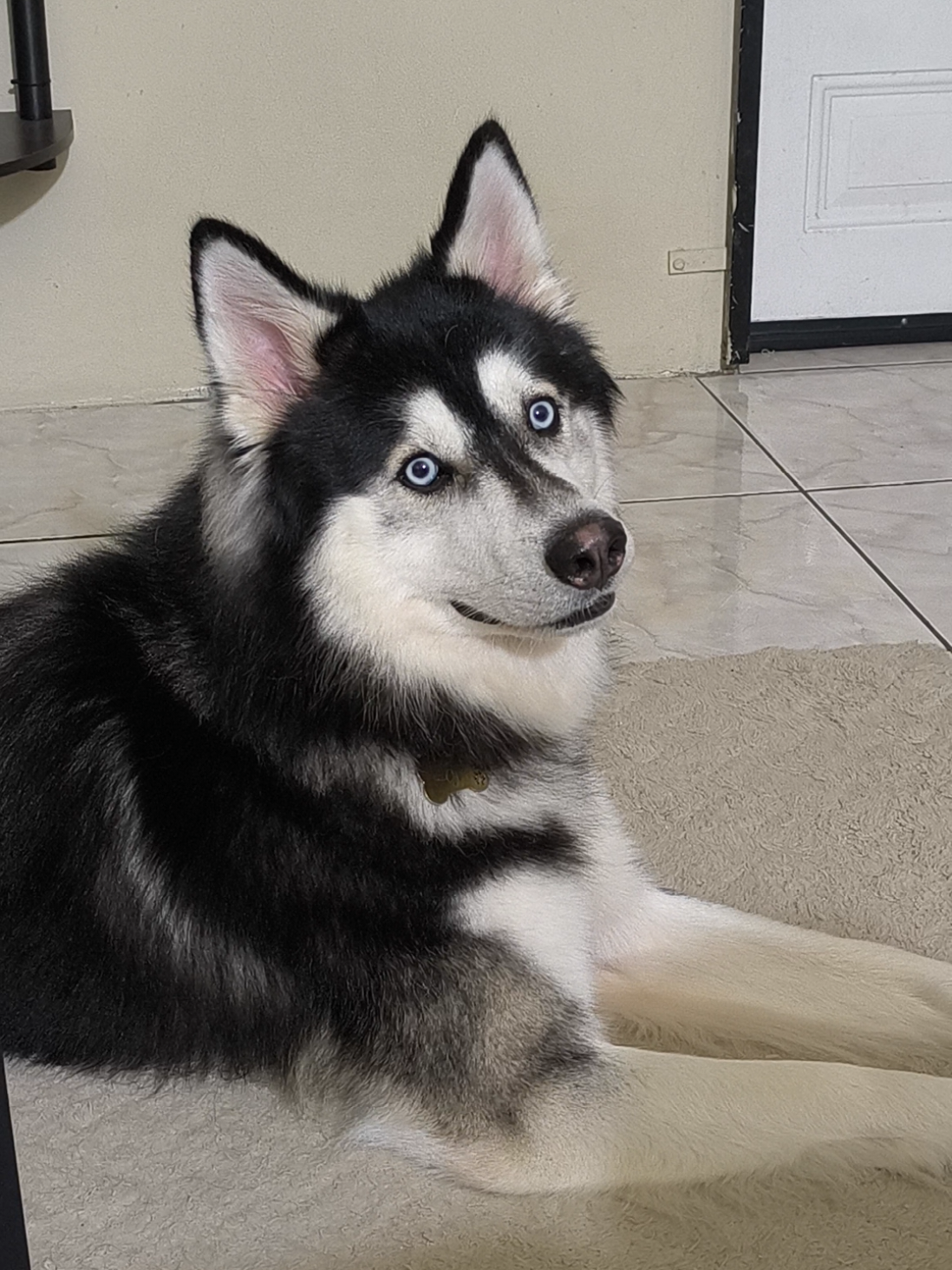 @cythehusky
