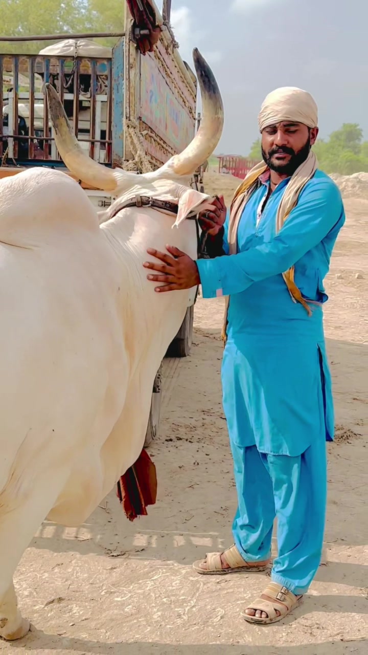 @Raza cattle farm 786
