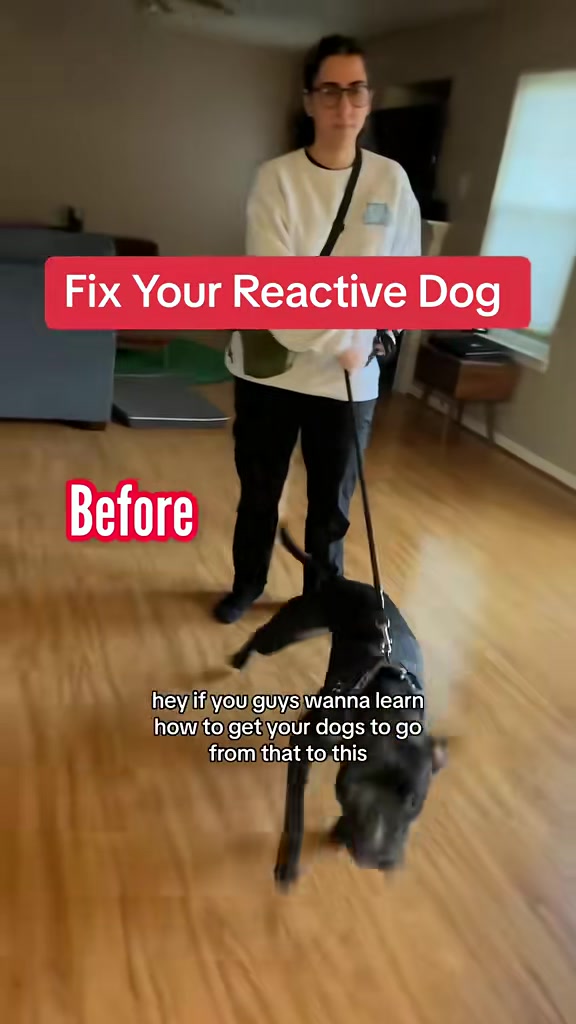 @Best Buddy Dog Trainer LLC