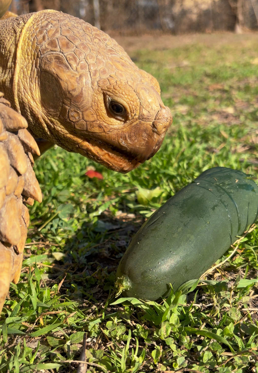 @OtisTheTortoise