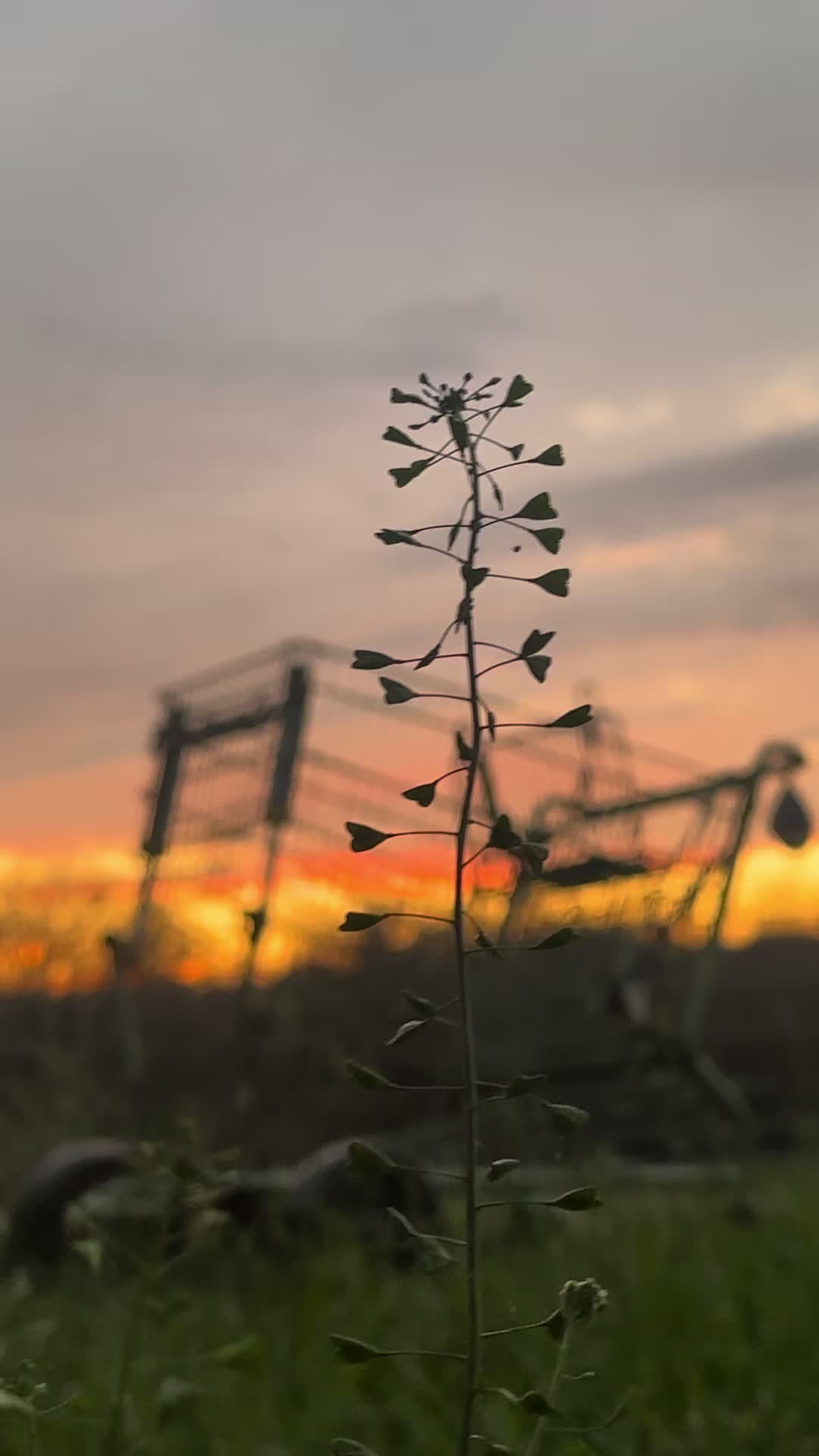 @that.pimp_cart09