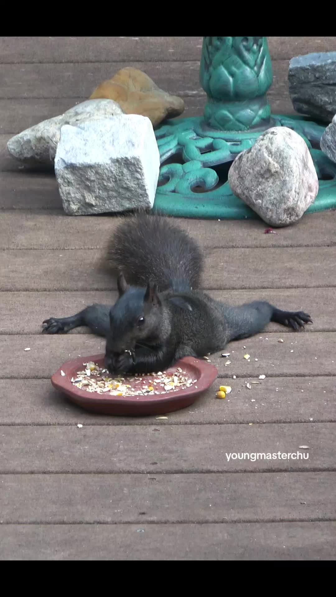 @youngmasterchu squirrel
