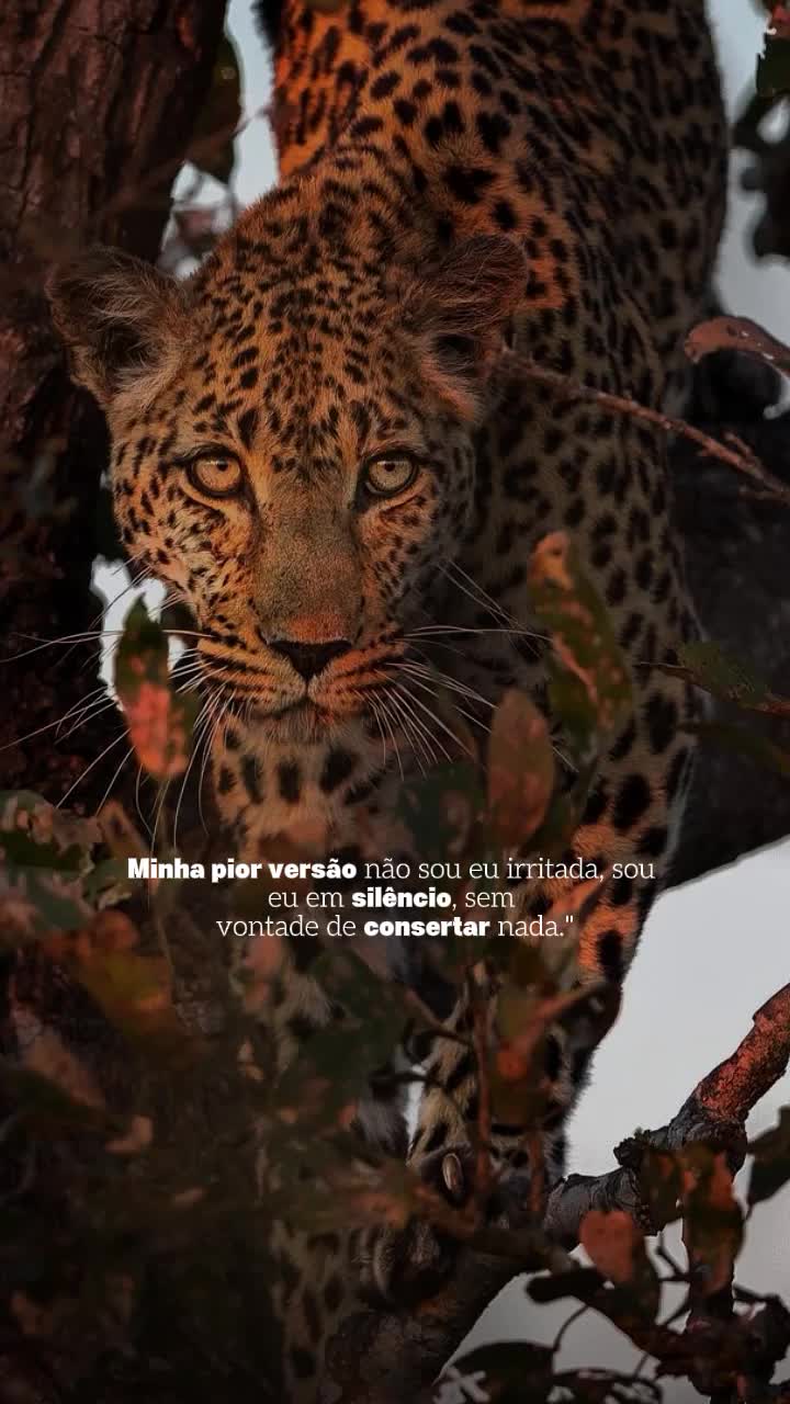 @𝙁𝙚𝙡𝙞𝙣𝙖.𝙈𝙚𝙣𝙩𝙚96🐆❤️