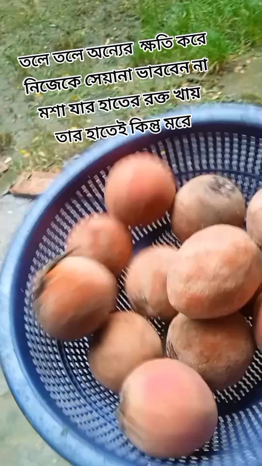 @হাছনা কাজী