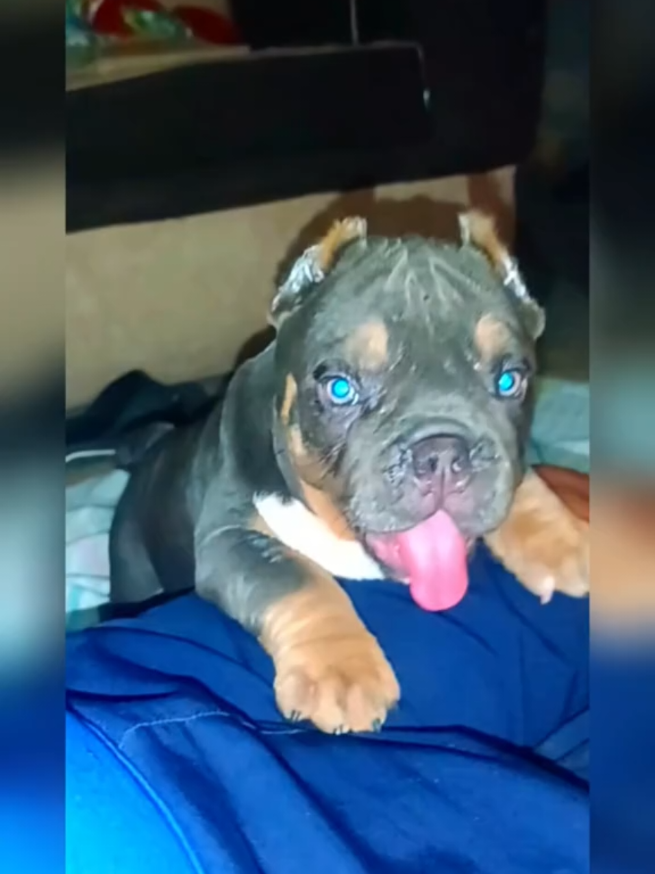 @arevalobullsper&uacute;