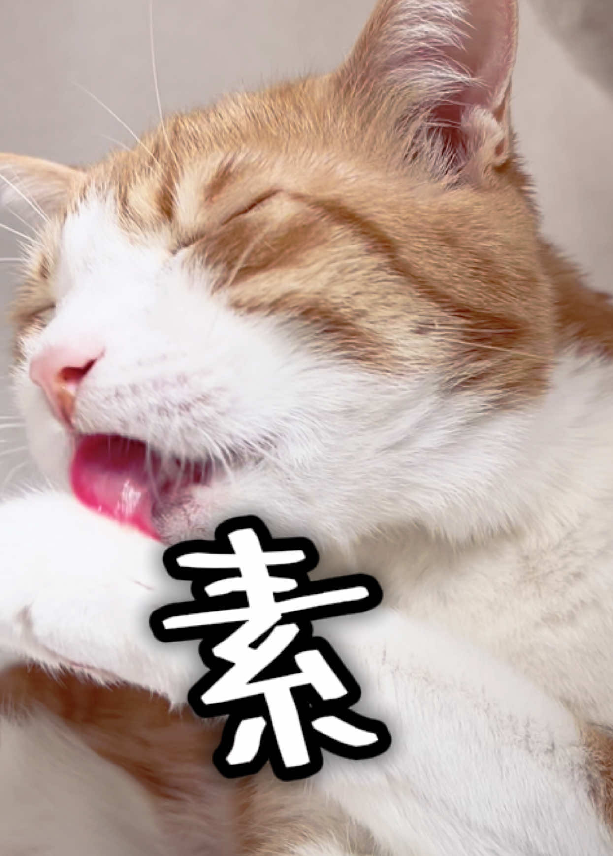 @みーこchannel
