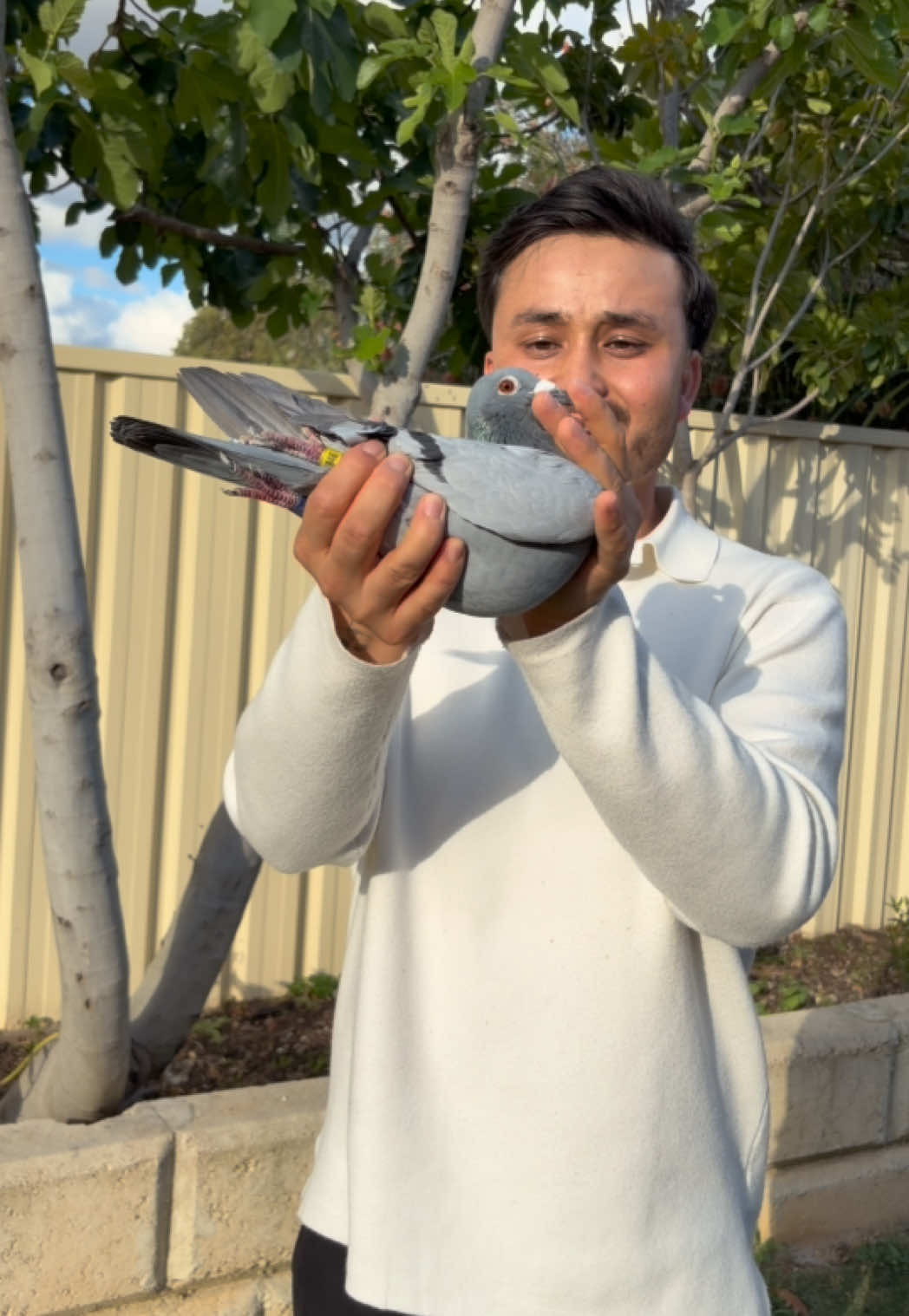 @pigeon.papii