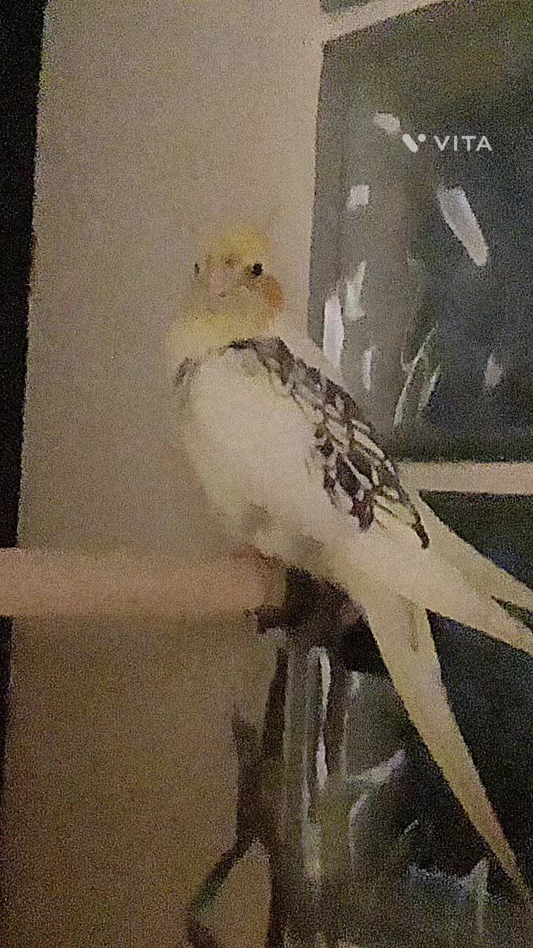 @Lemon_the_cockatiel