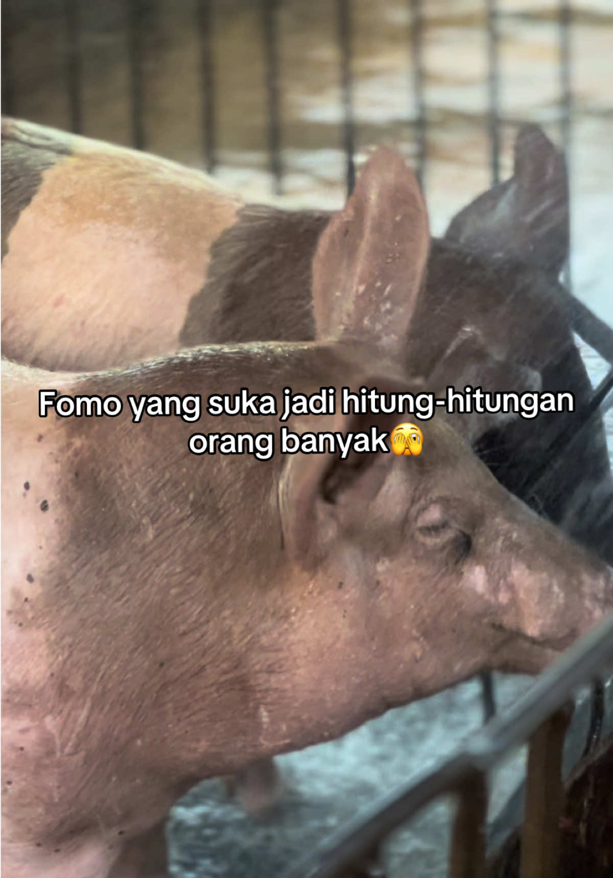 @Twinspiggyfarm01