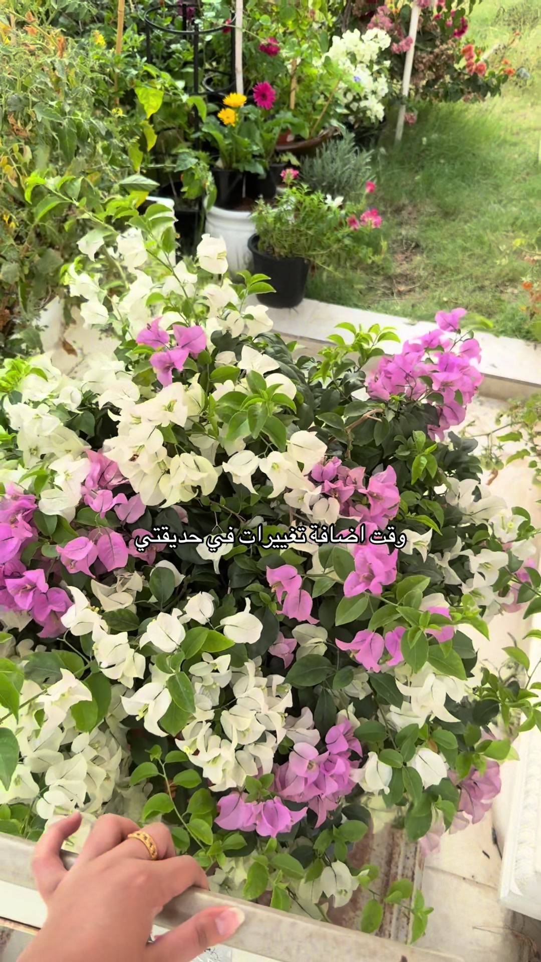 @عالم سرور🌿