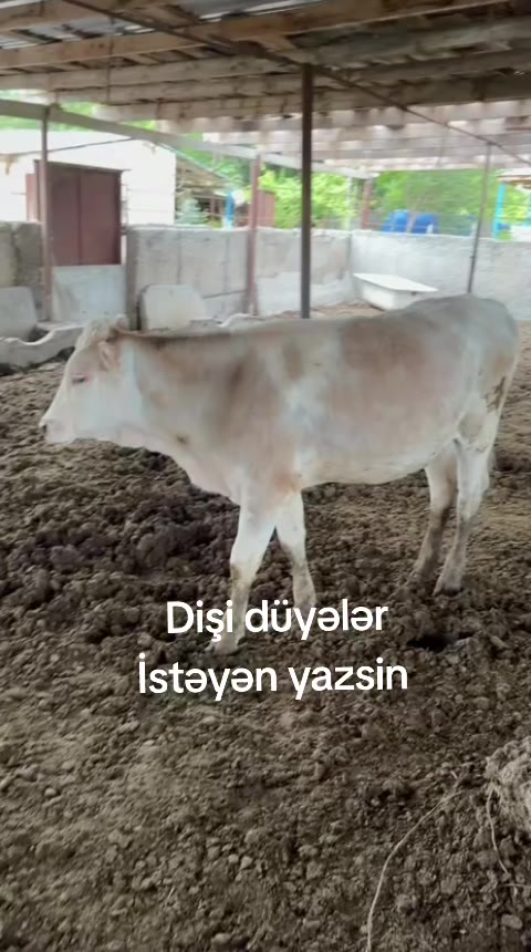 @kend_həyati_041