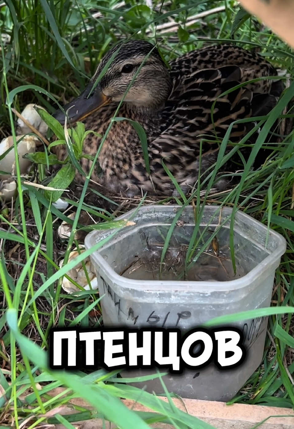 @Andrei_Sibir_TikTok_Hits