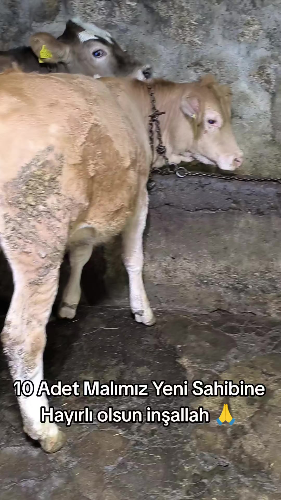 @👑Cambaz Memo Şen👑