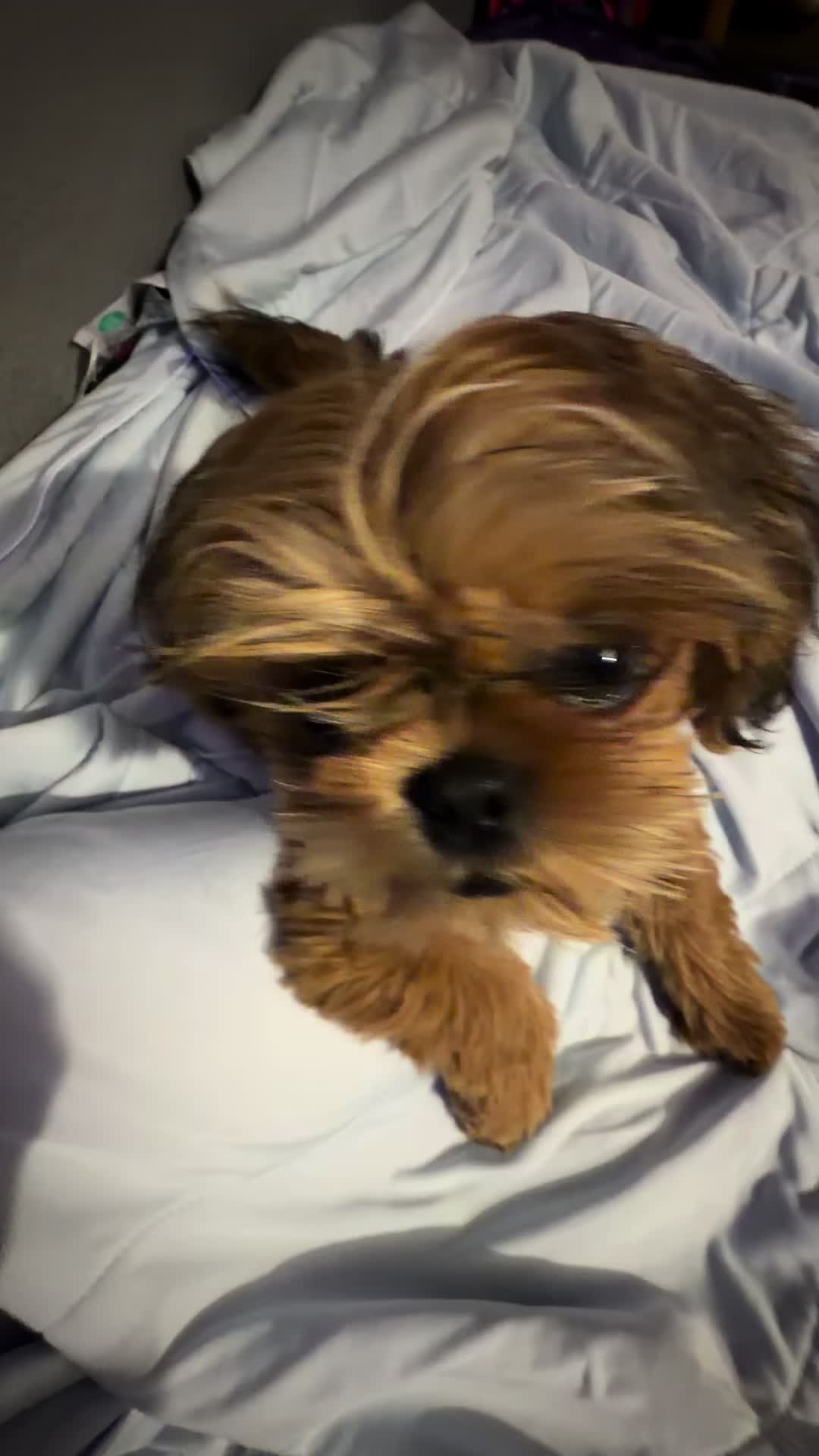 @LittleBear