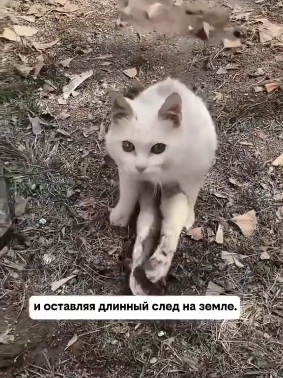 @RescueAnimals Nir
