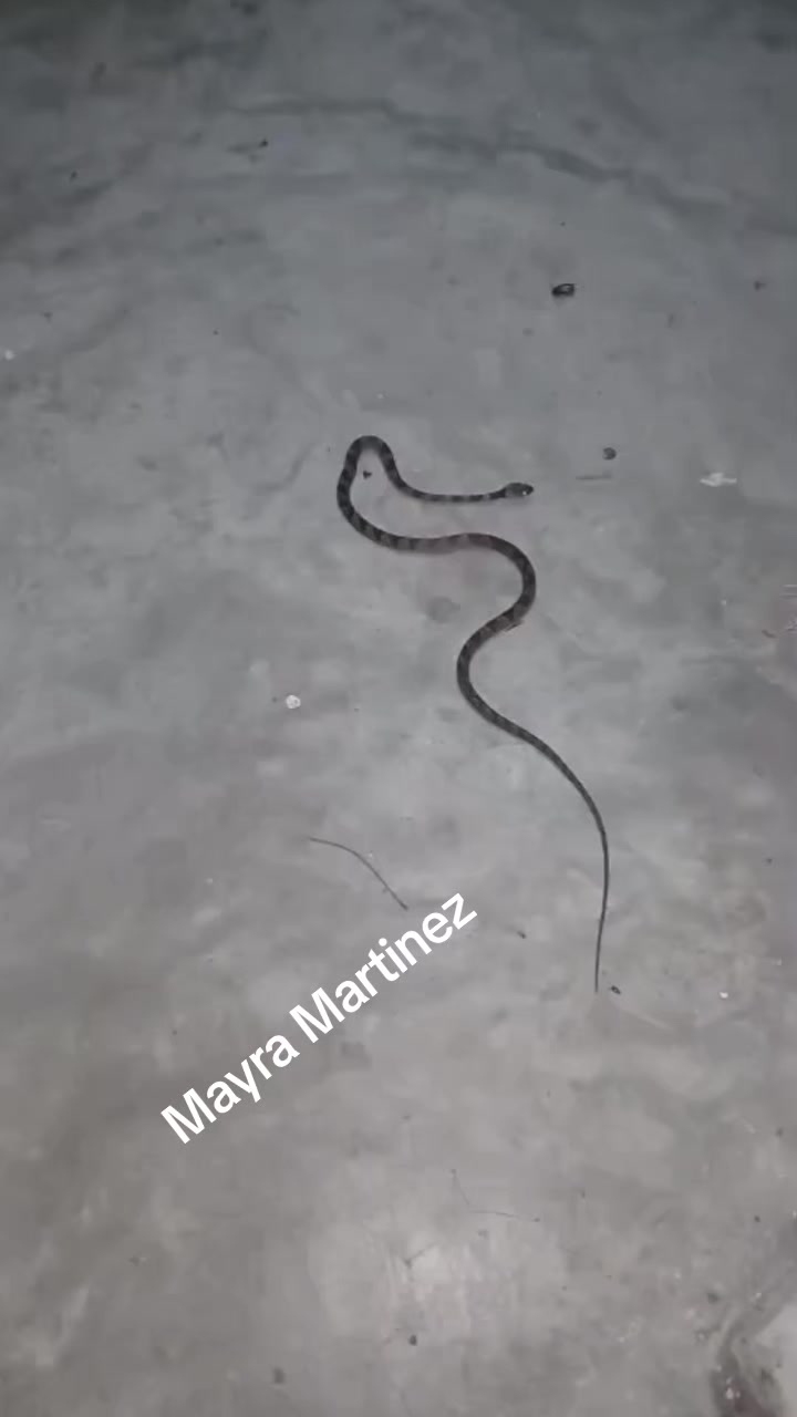 @Mayra Martinez