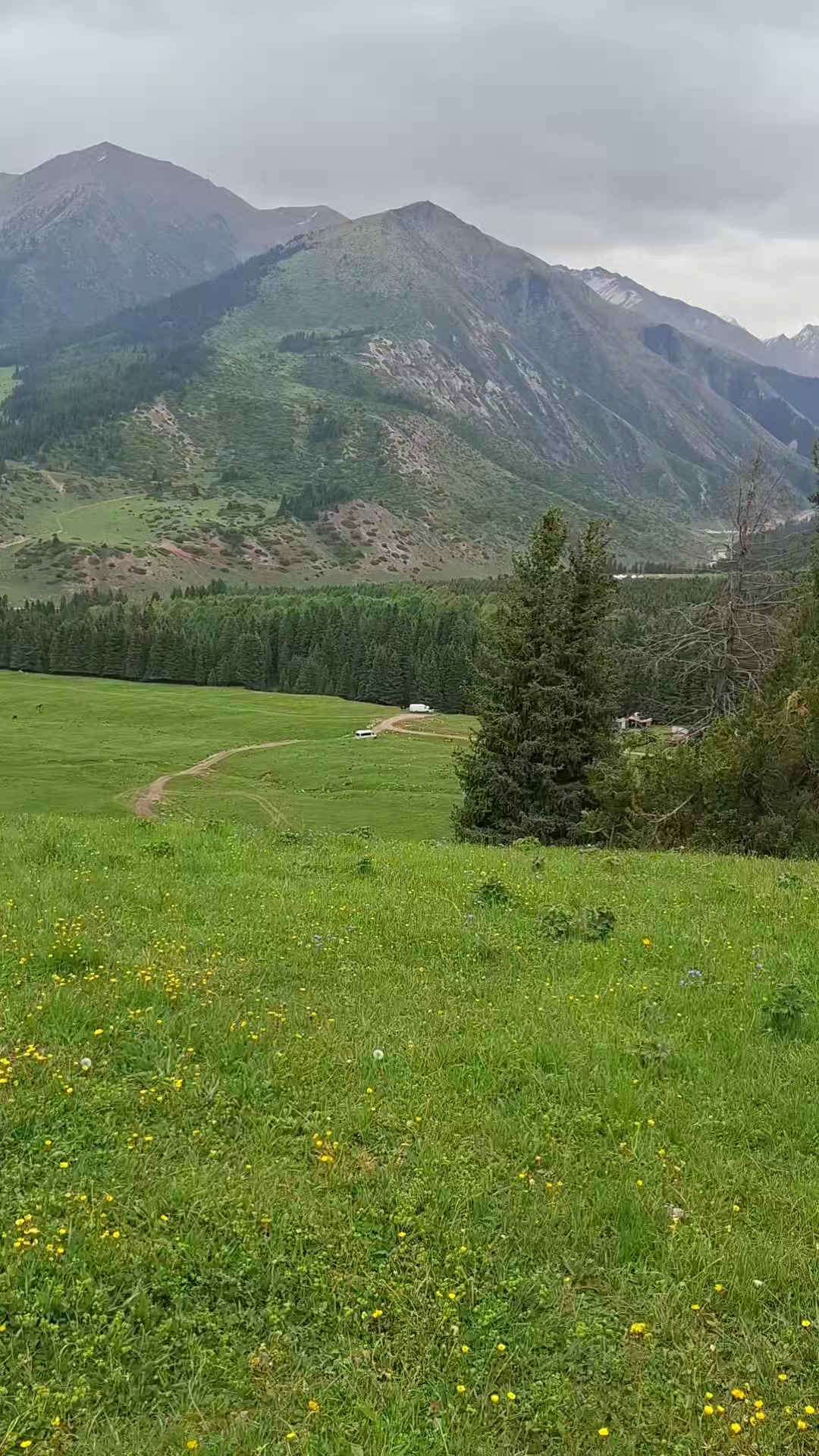 @Adel N. Samarkandi