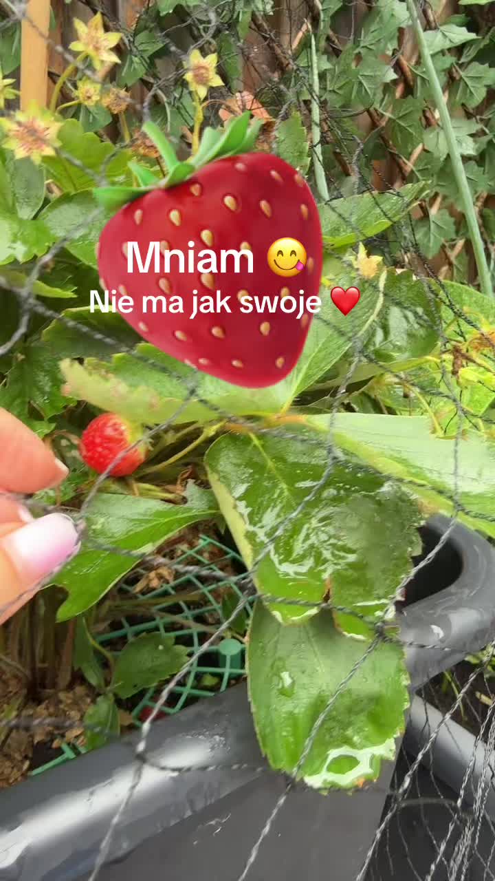 @🇵🇱 Anka -Skakanka 🇳🇱