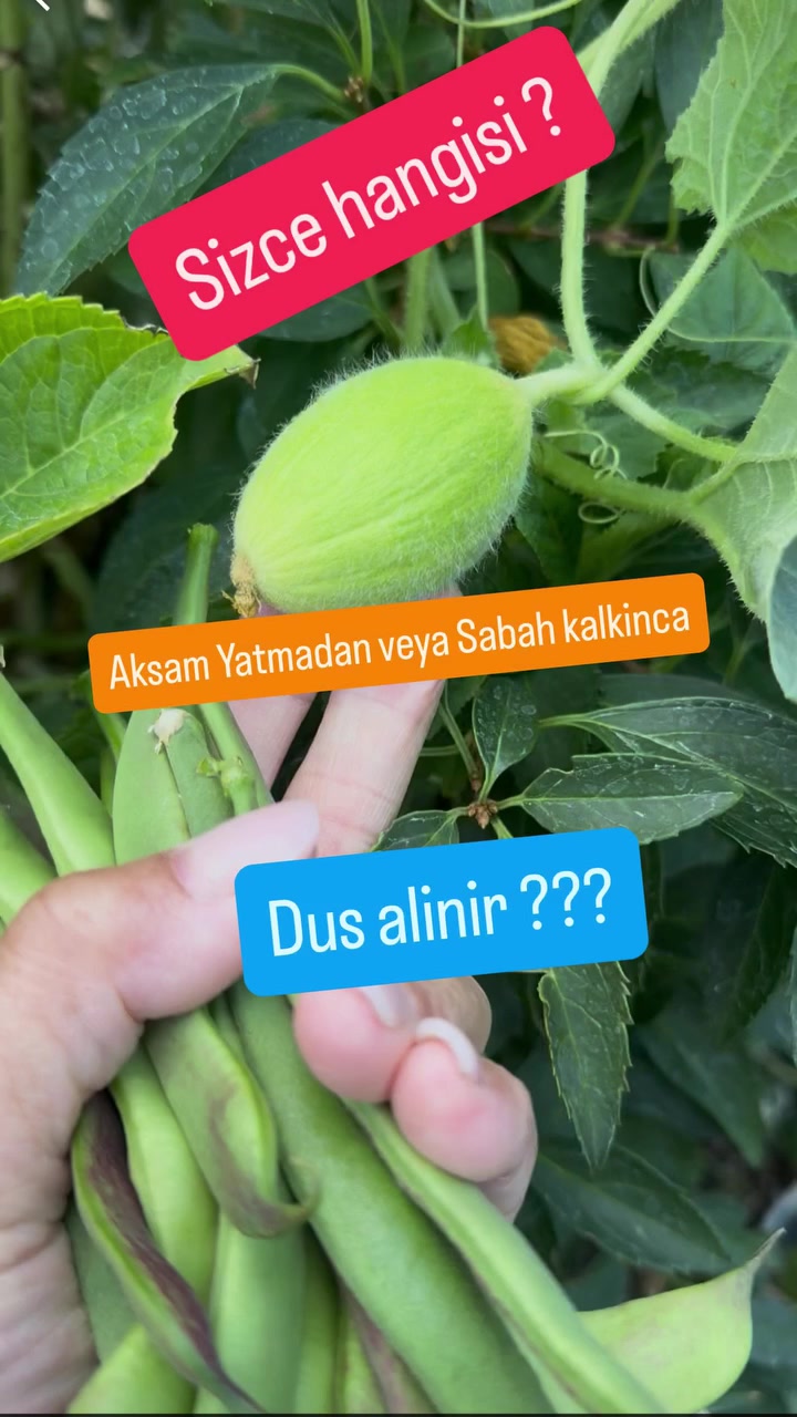 @zelishim