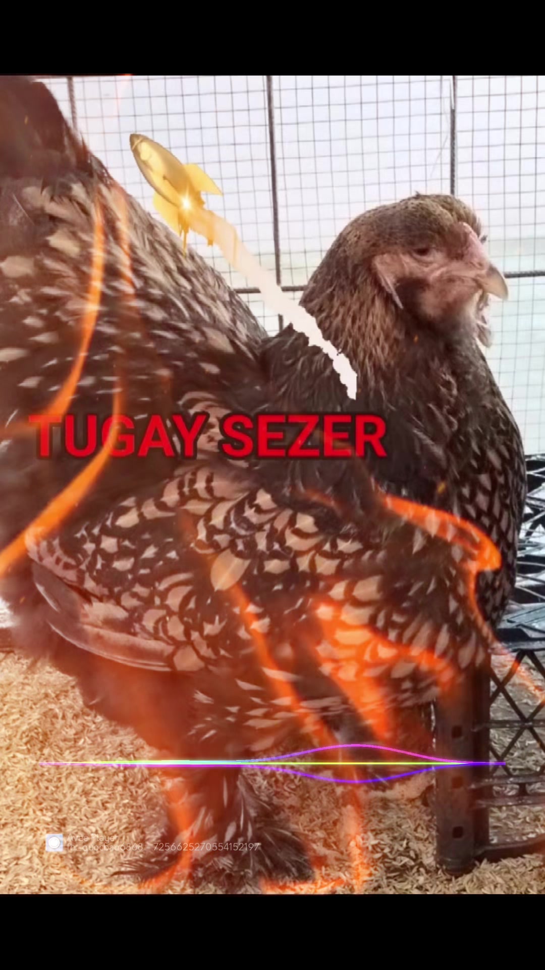 @Tugay Sezer