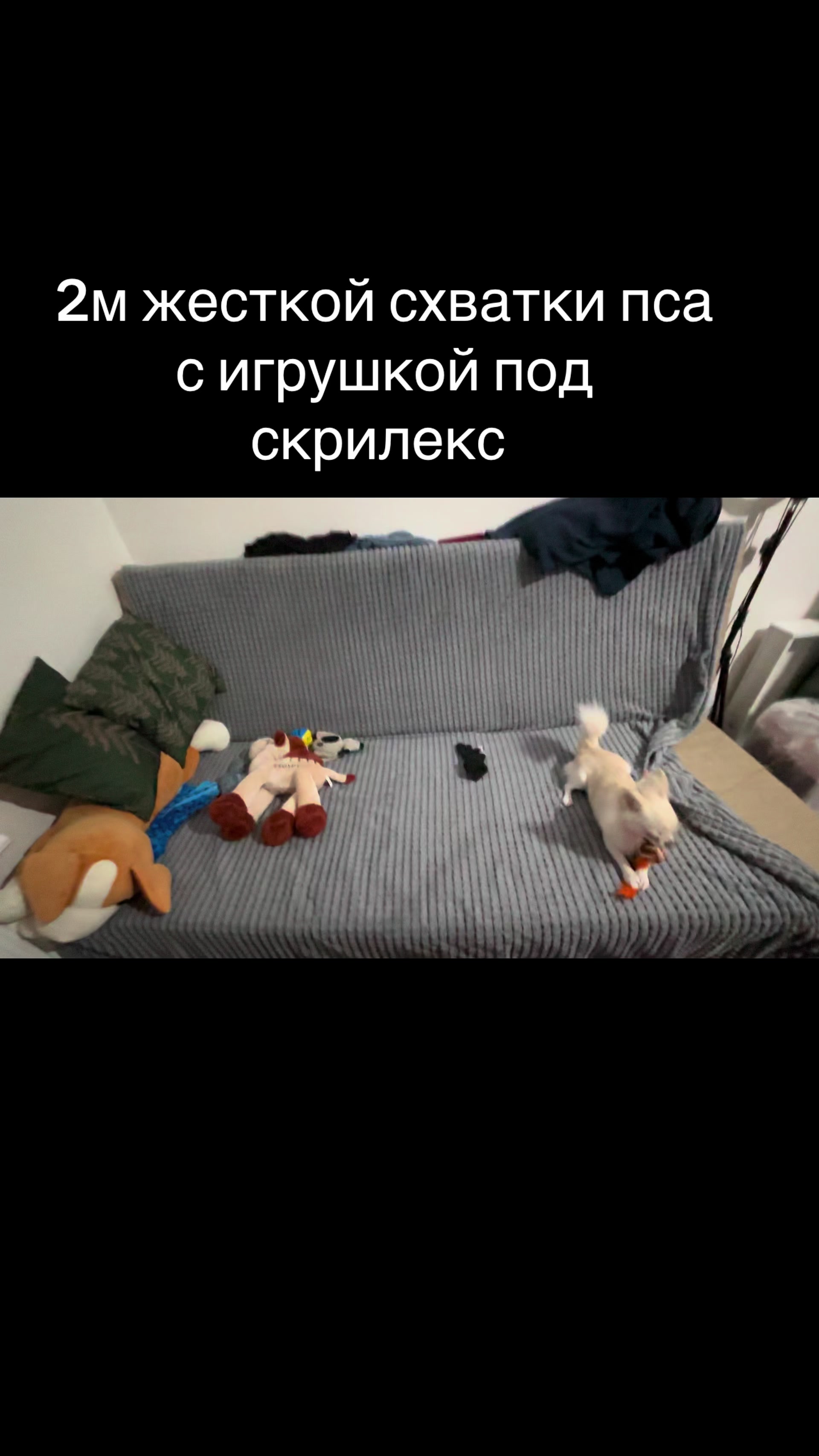 @brawler123