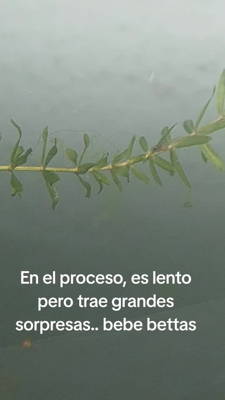 @kintsugibettas