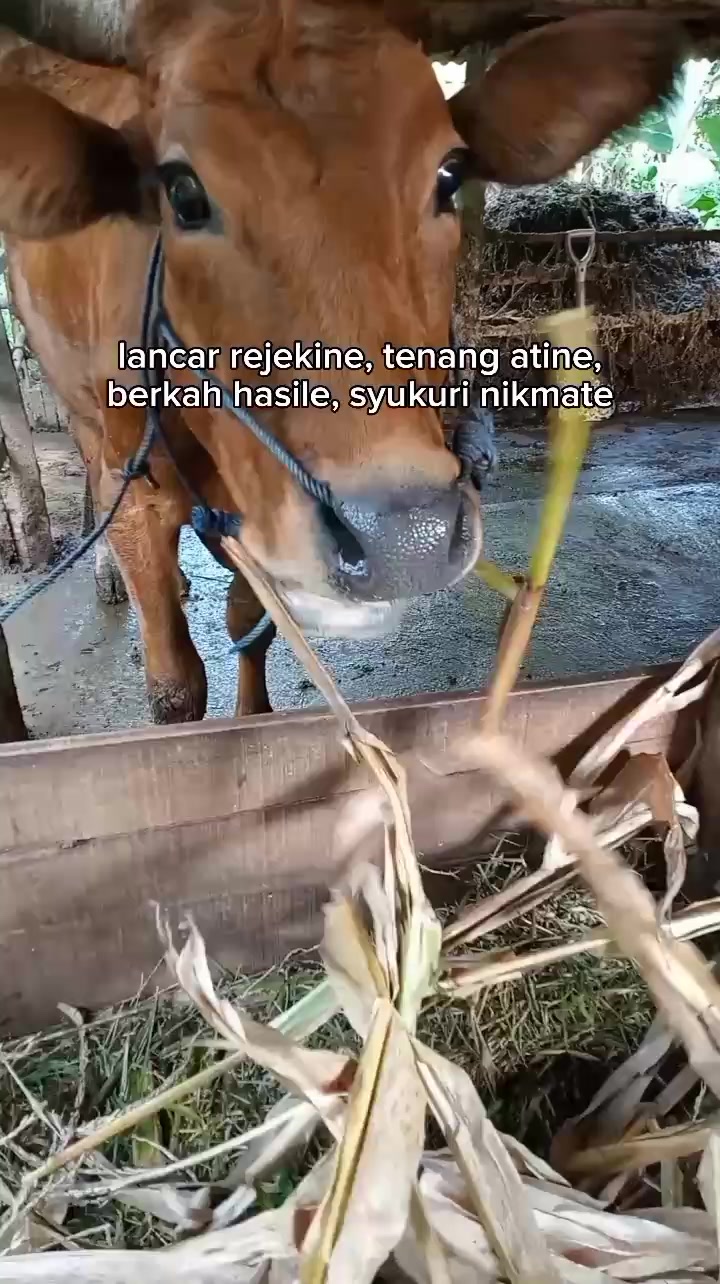 @dIK