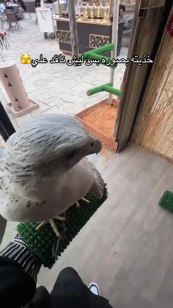 @ريشة صقر