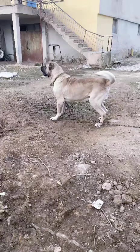 @Anatolian Shepherd Dog