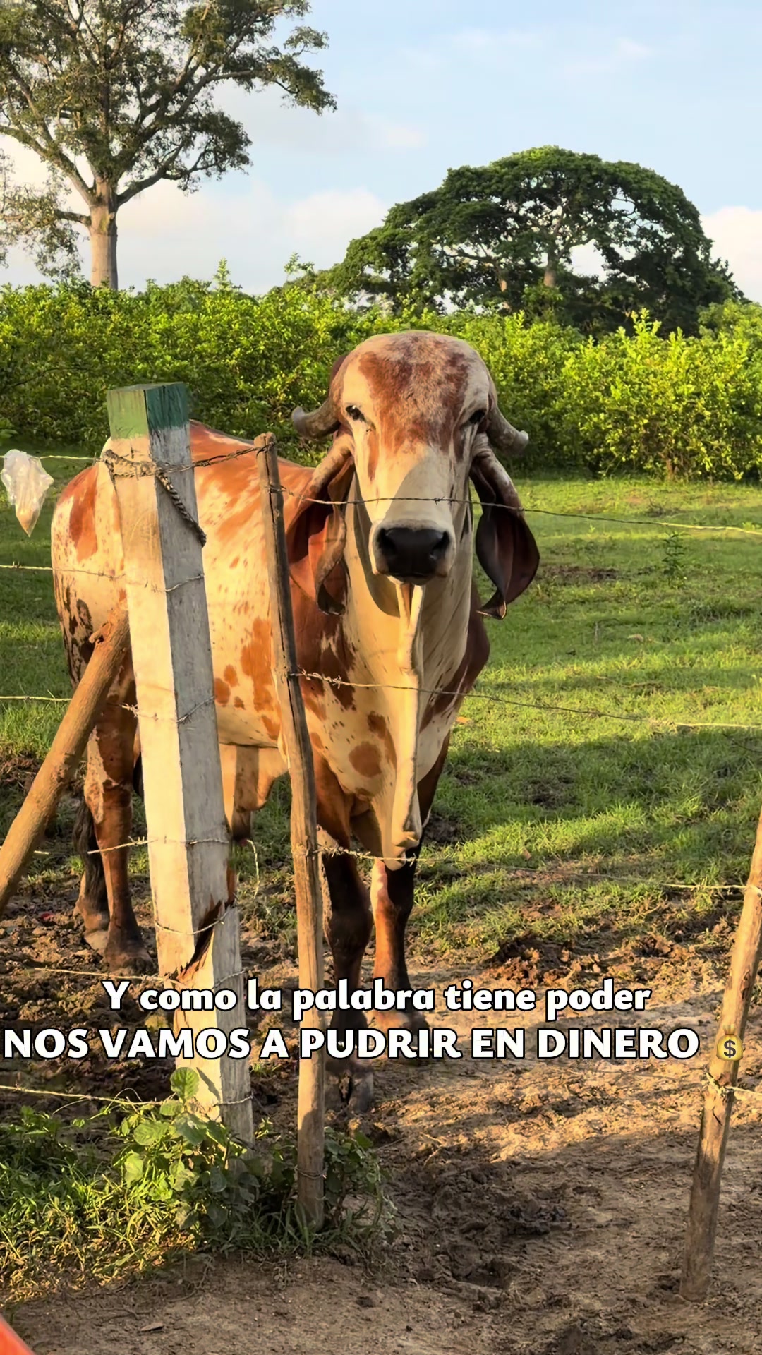@Granjamascotalandiayaracuy
