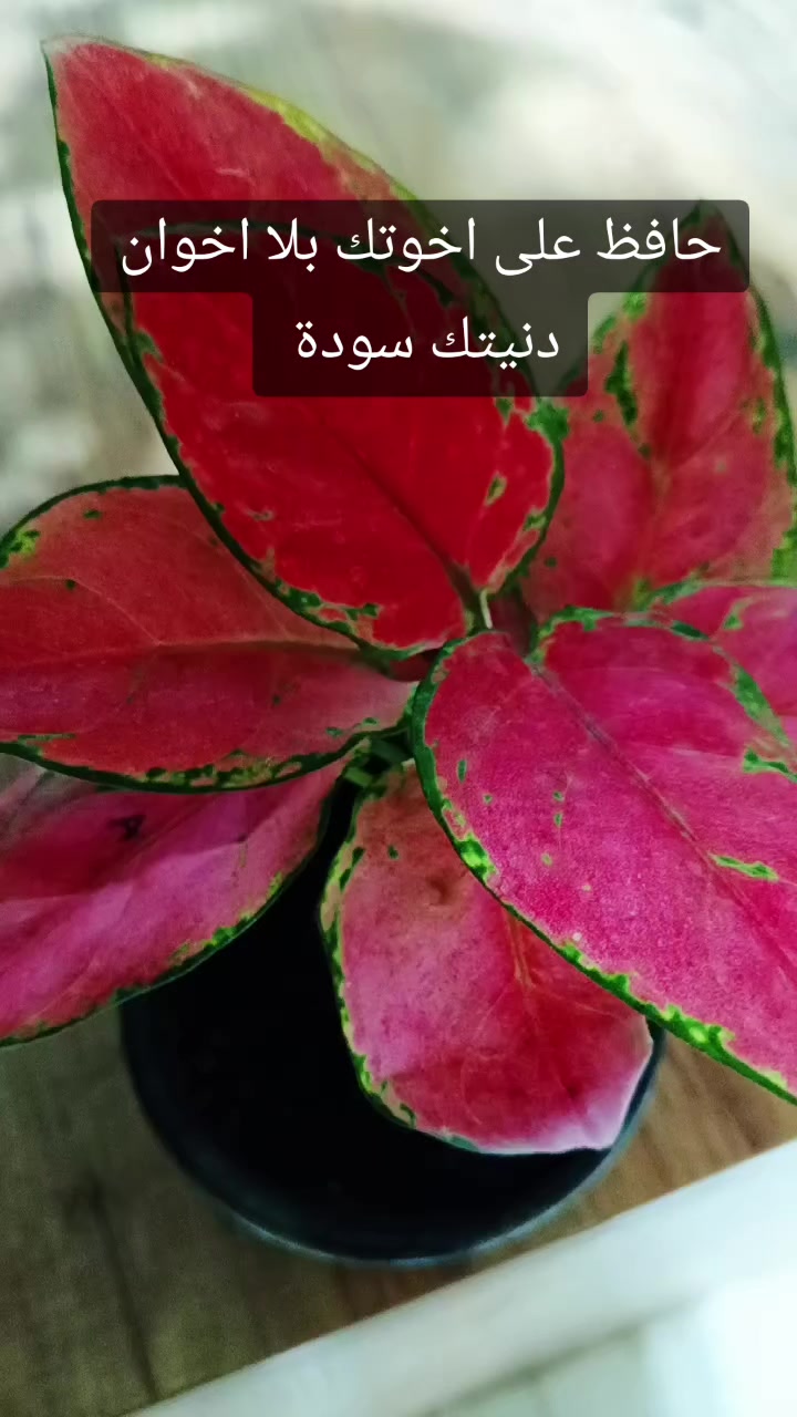 @🍂گوردسـتآنيـﮯ✨ عمـر 🌺
