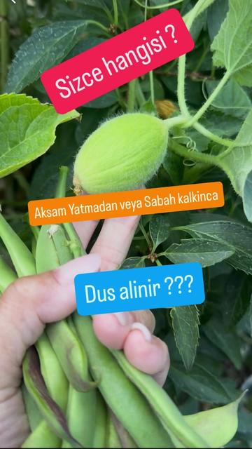 @zelishim
