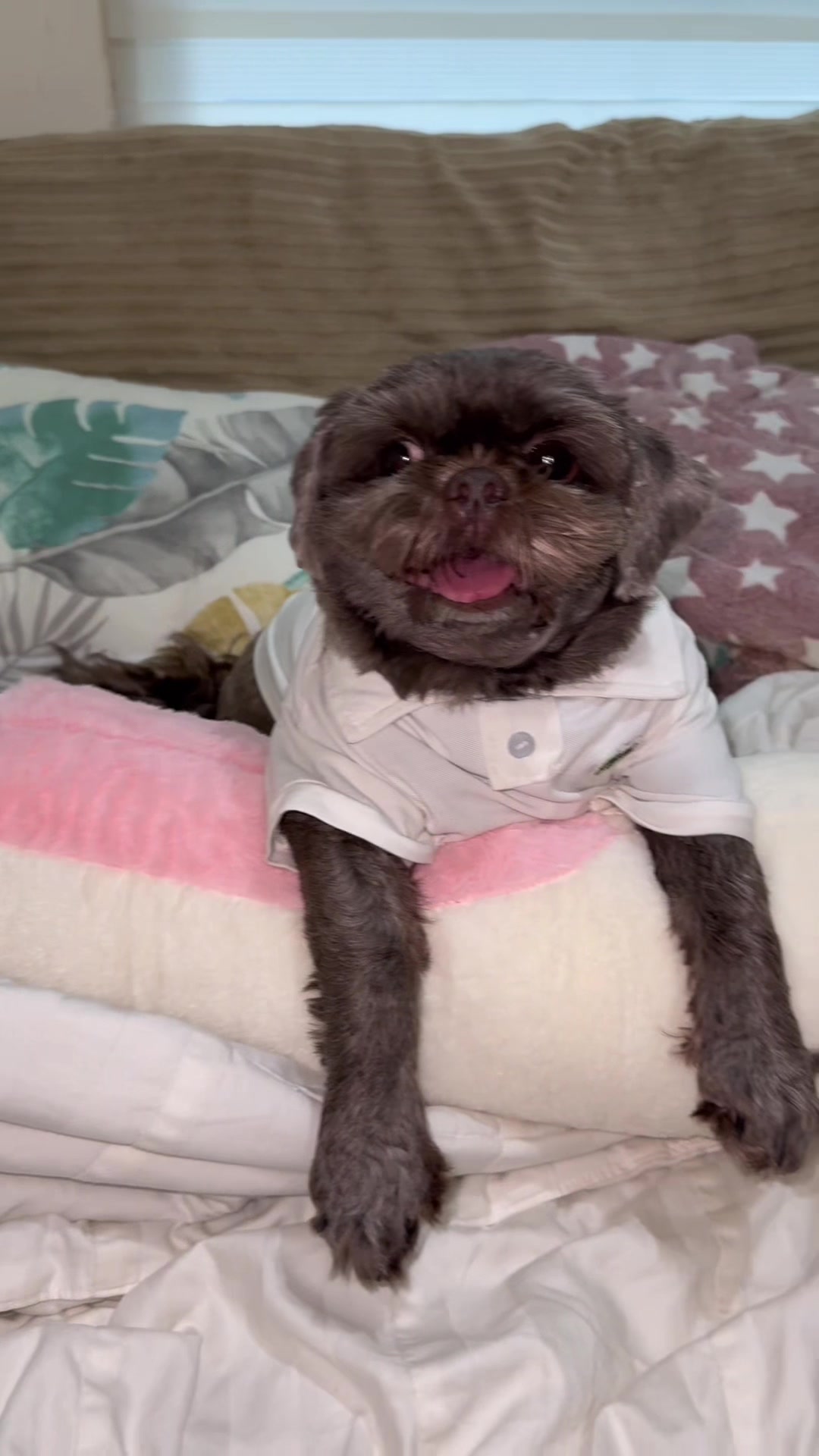 @Nella and Lucky the Shih🐶