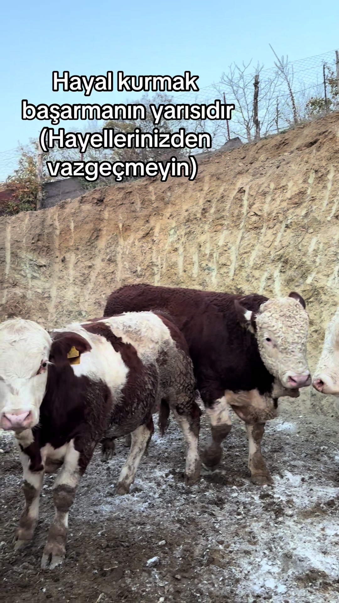 @KOYUNCUOĞLU HAYVANCILIK