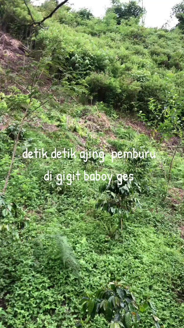 @PORBI GACOR 77