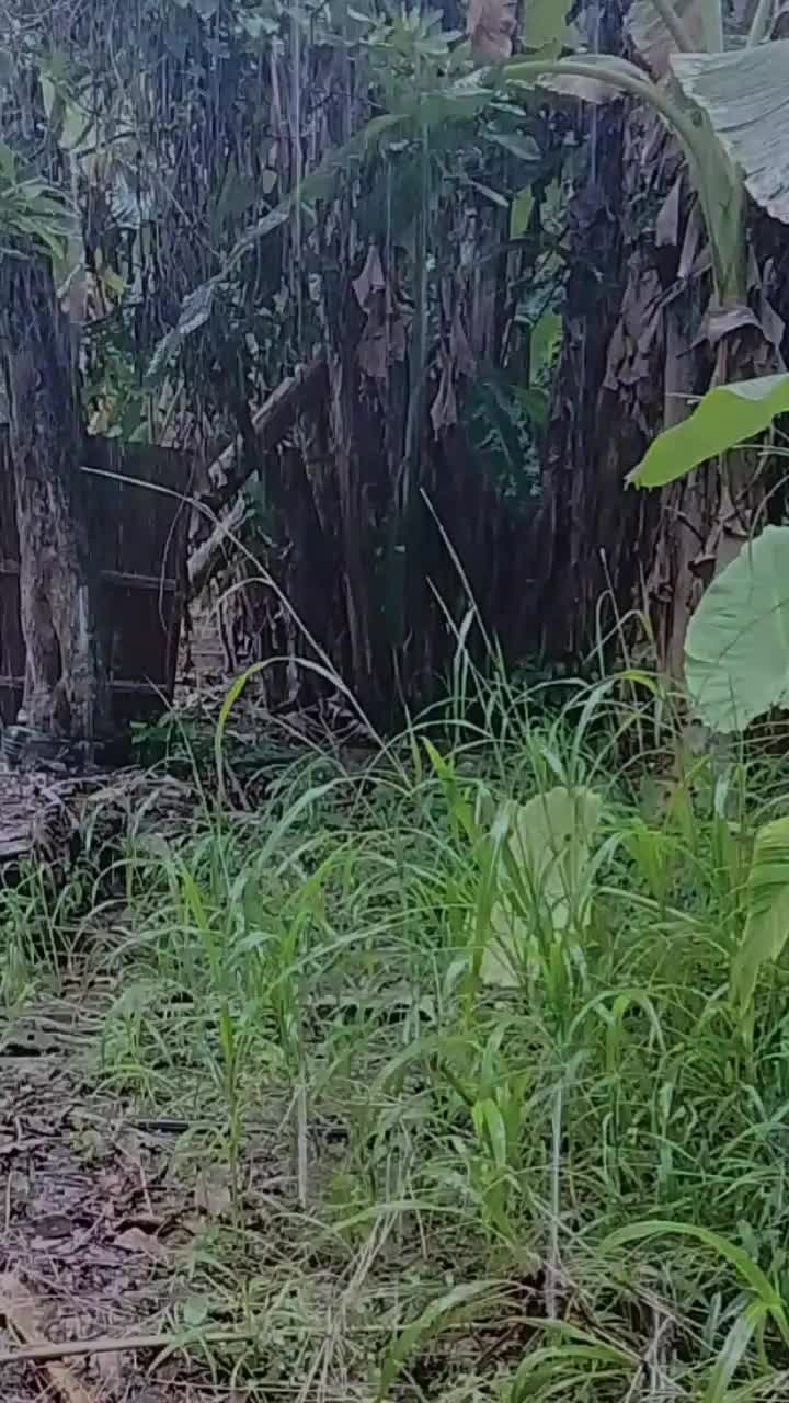 @Syufiz