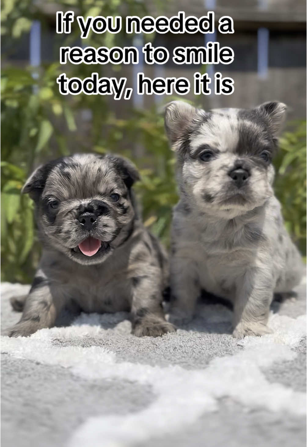 @TheFrenchieShop