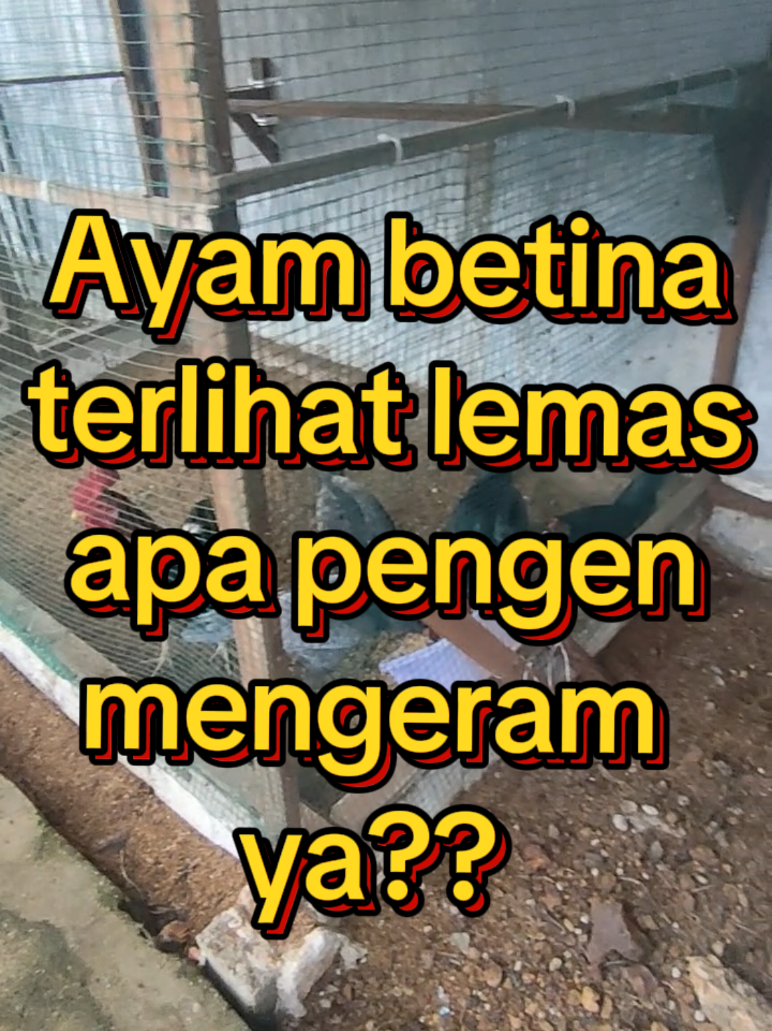 @Prasetya