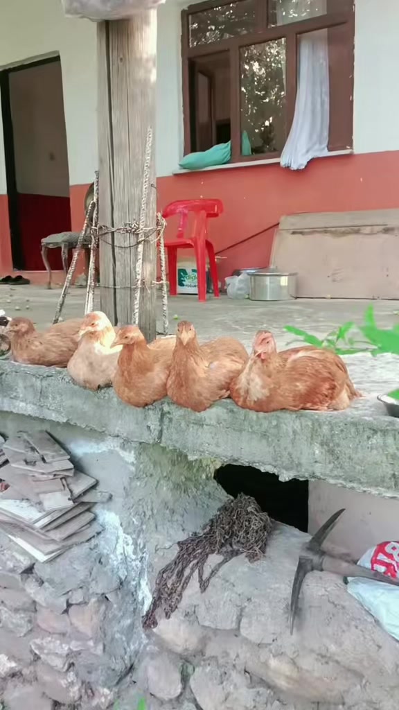 @gökhan basıc