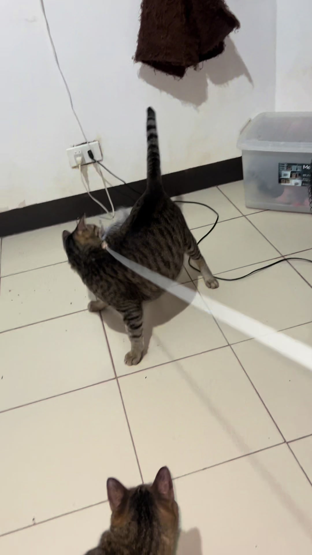 @17meows