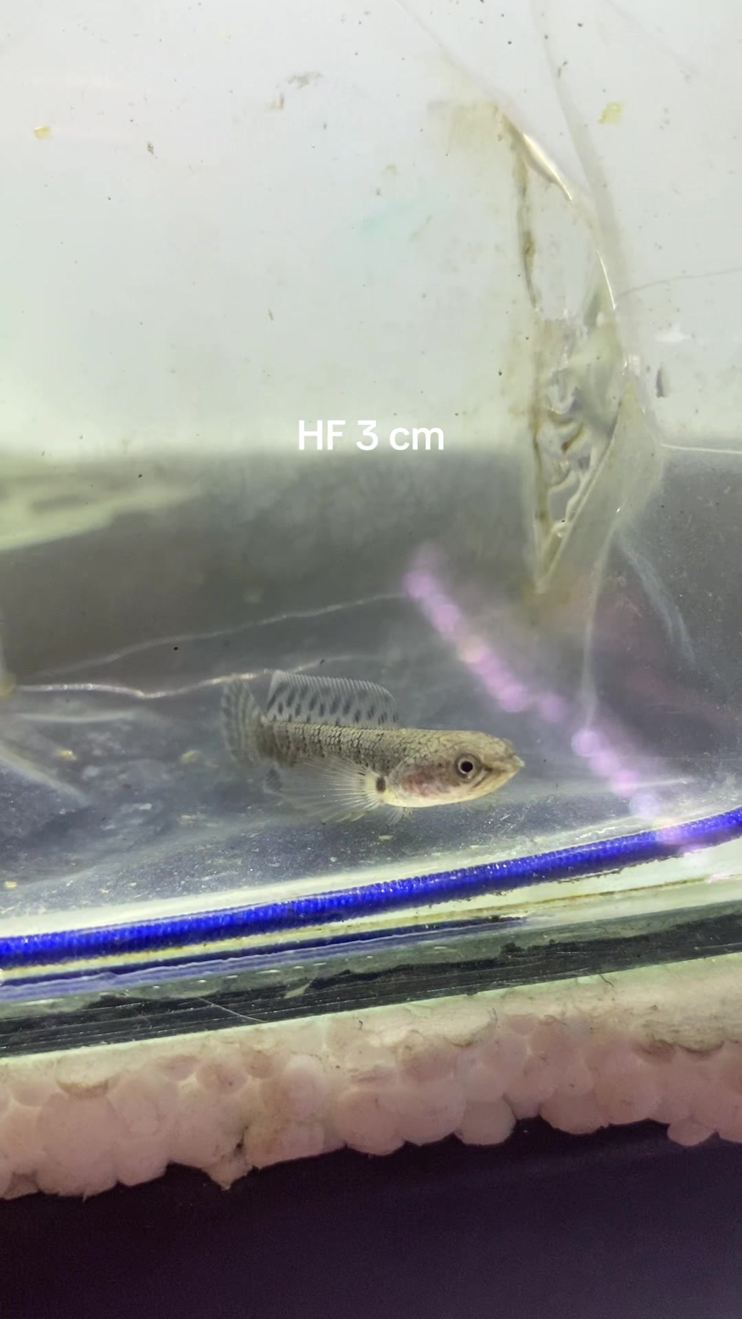 @RAP_Fish