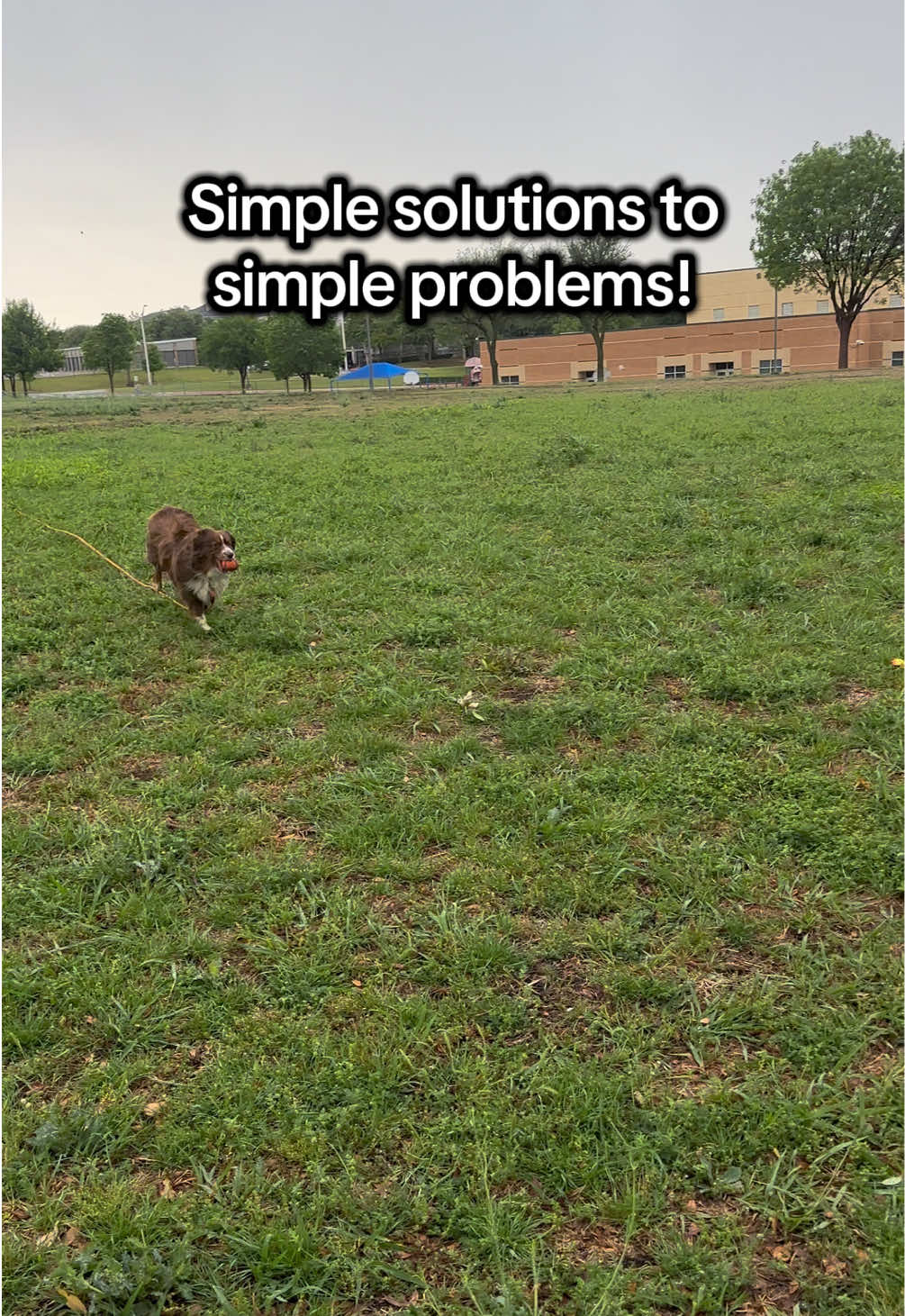@captivatingk9s