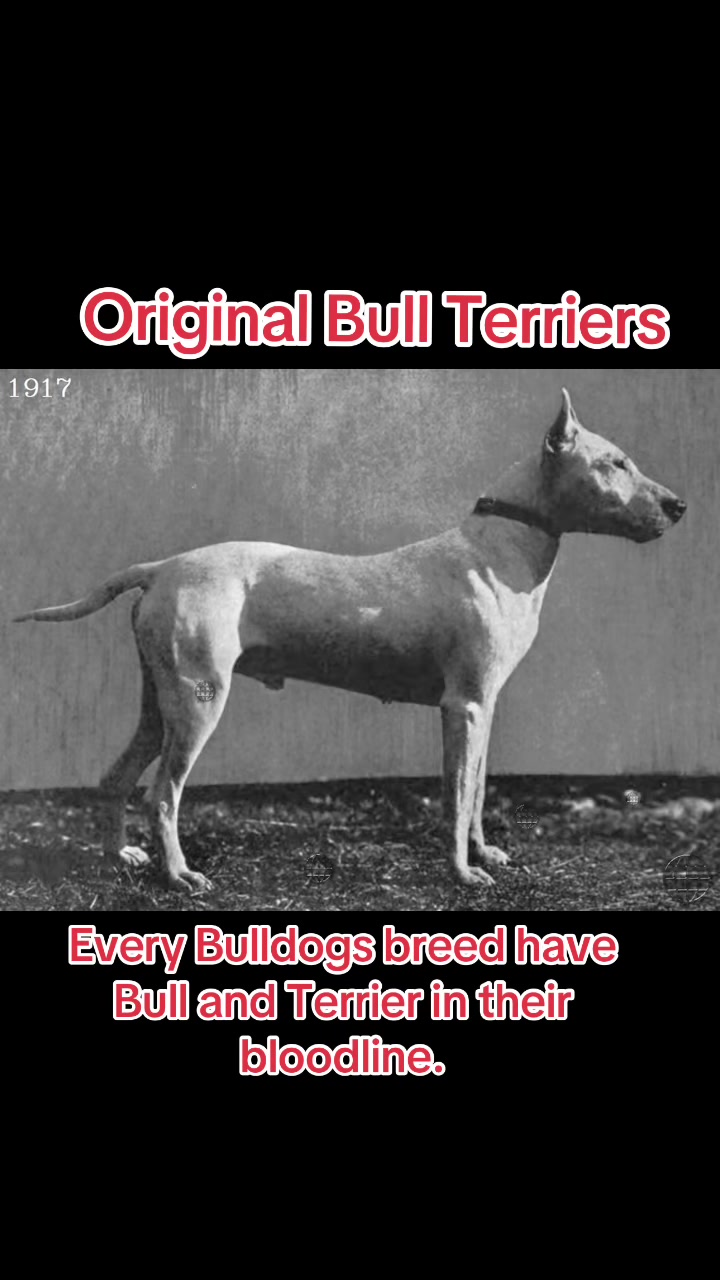 @OGMasterOfAllBulldogs