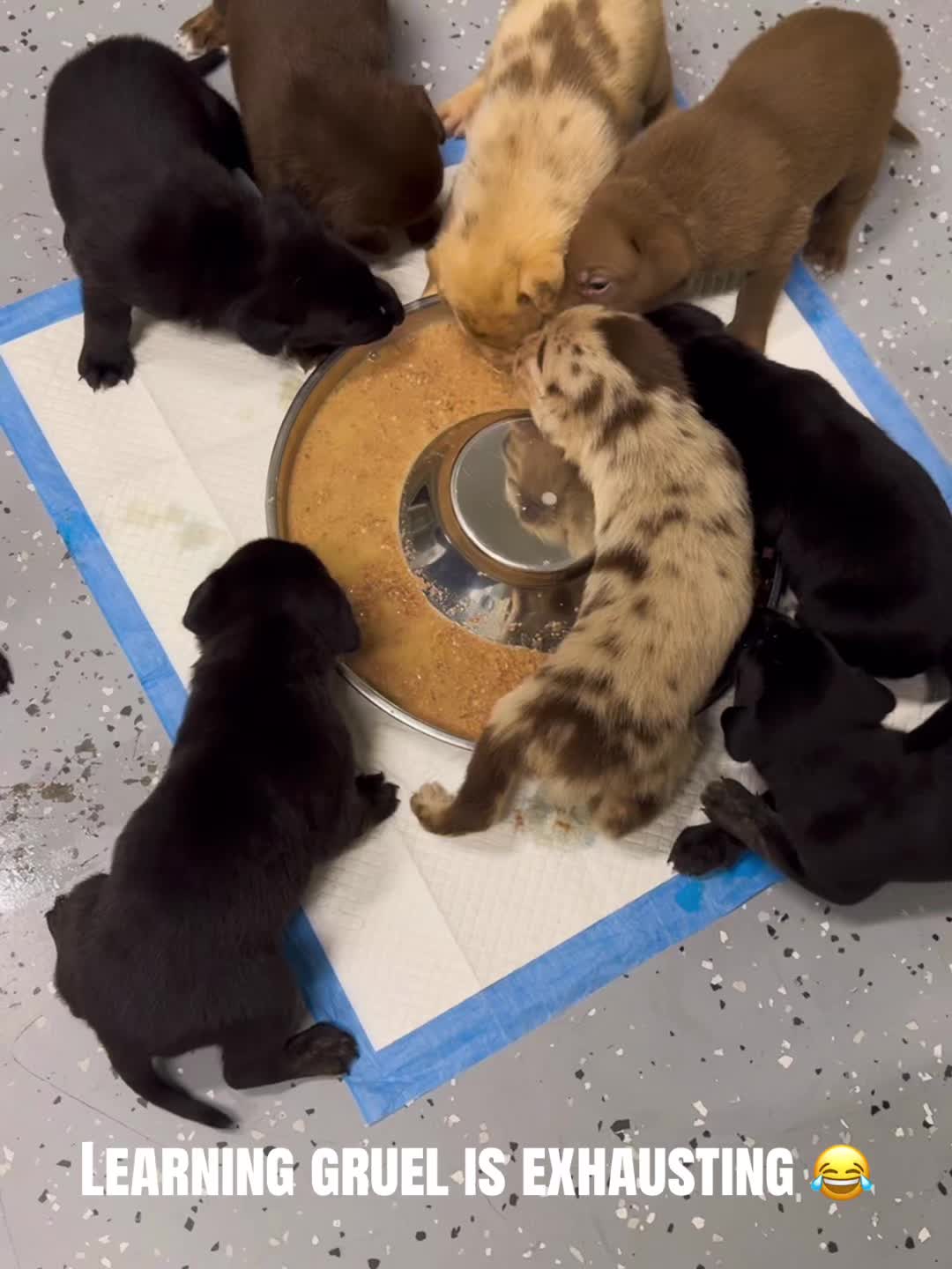 @AbandonedAnimalRescue