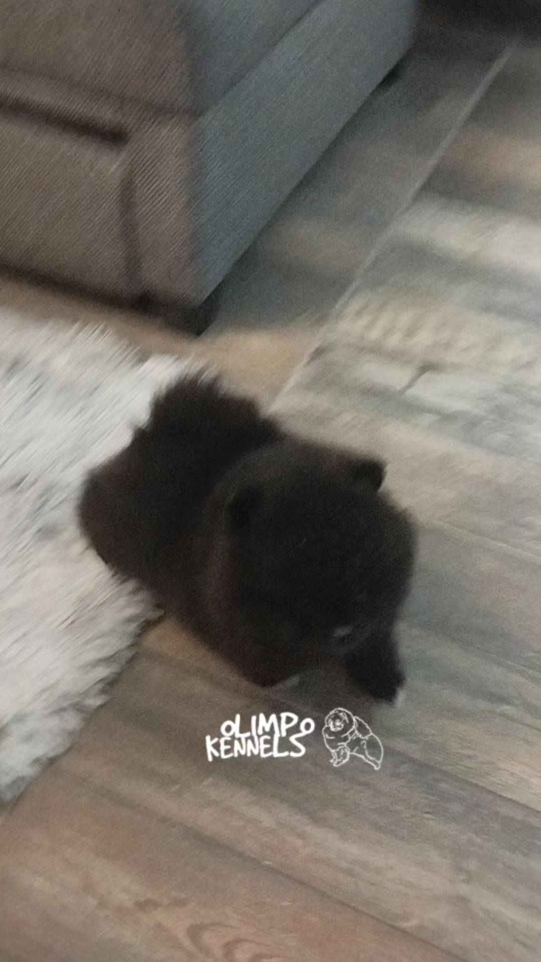 @olimpokennels