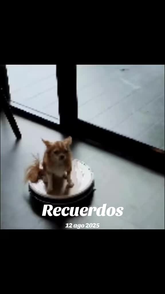 @Perritos Voladores