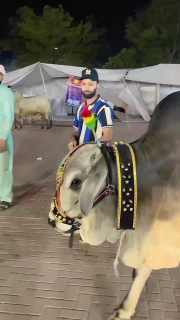 @Arslan khan