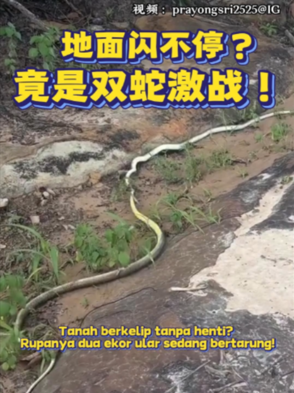 @中国报