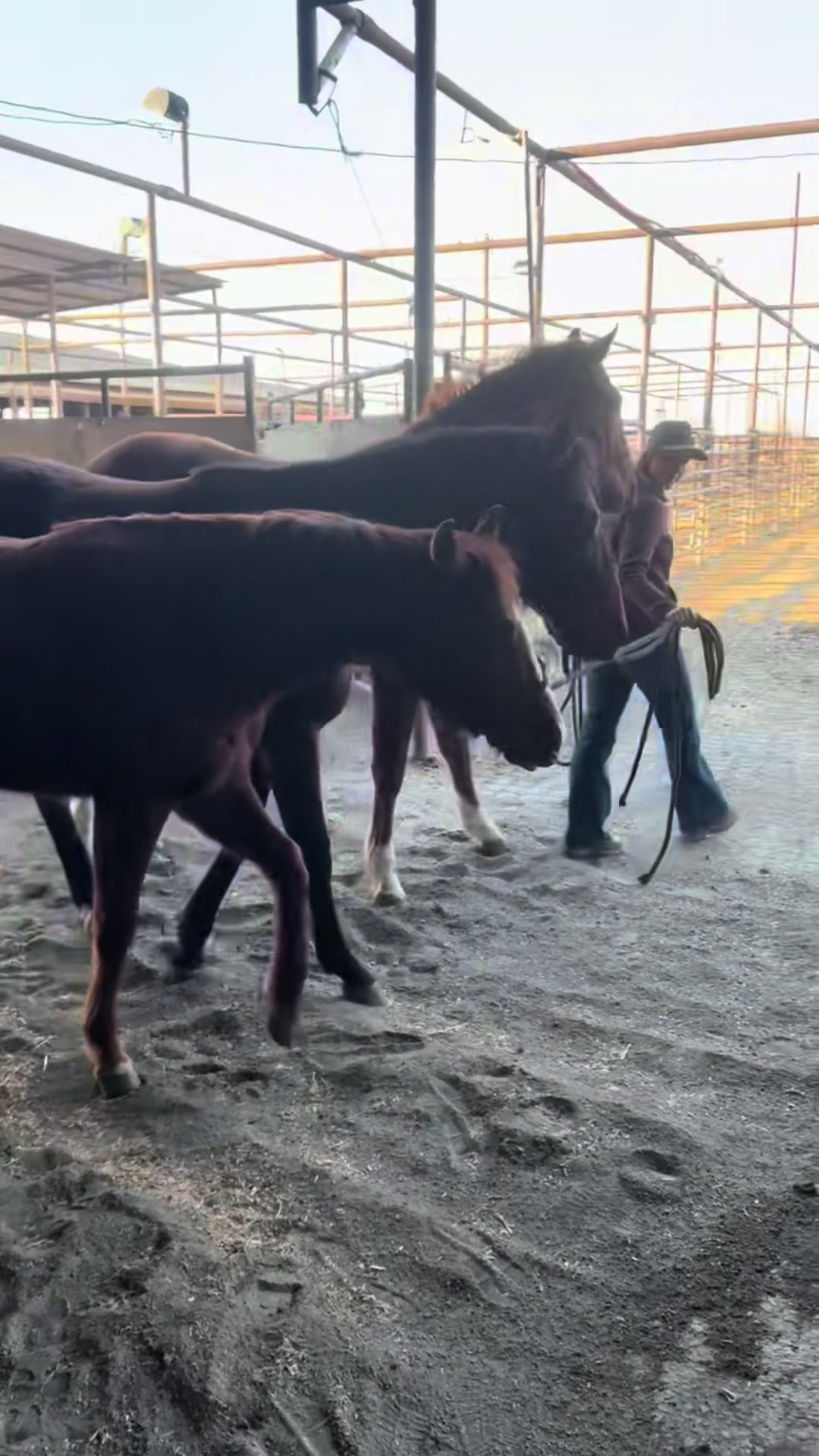 @88 Ranch Performance Horses